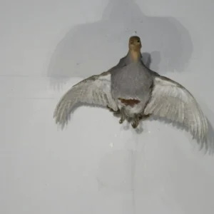 Hungarian Partridge Taxidermy. T-114HU