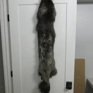Silver (Black) Fox Taxidermy Skin. P-118SF