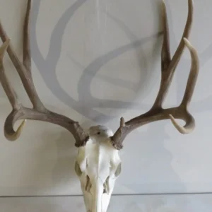 Mule Deer European Mount M-107