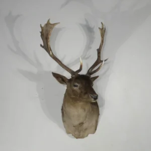 Chocolate Fallow Deer Taxidermy. X-154FA