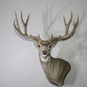 Mule Deer Pedestal Taxidermy Mount. Trophy Class M-139S