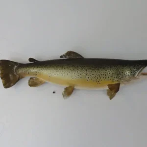 Brown Trout Real skin taxidermy Mount. F-106BR