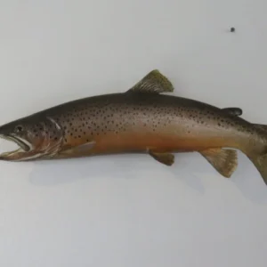 Brown Trout RealSkin. F-104BR