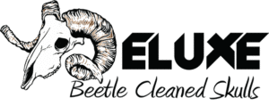 PA_Deluxe_Beetle_Cleaned_Skulls